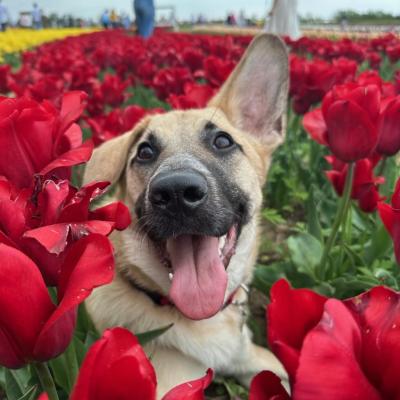 Adoptable German Shepherd Scout | Image Credit: Orphans of the Storm