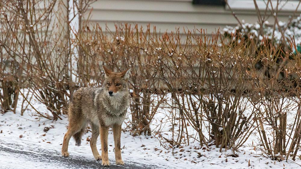 Coyote Wildlife Watch | City of Norwalk, CA